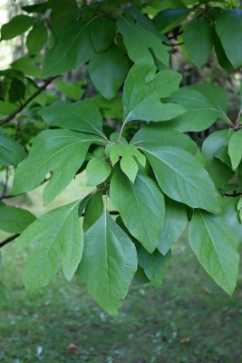 Sassafras albidum - sasafras lékařský - listy